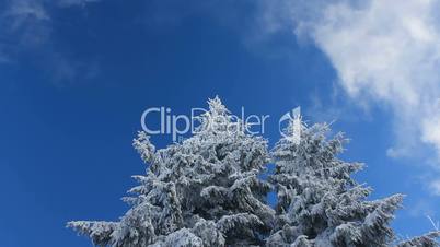 White clouds passing by in blue sky over winter forest