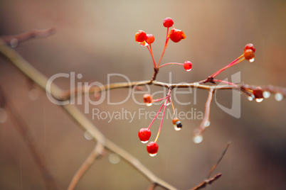 autumn branches