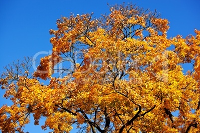 Farben im Herbst am Baum 419