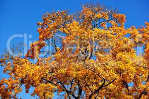 Farben im Herbst am Baum 419