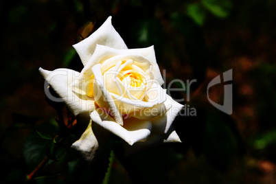 Weisse Rose im Sonnenlicht 033