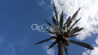 Palm with Time Lapse Clouds