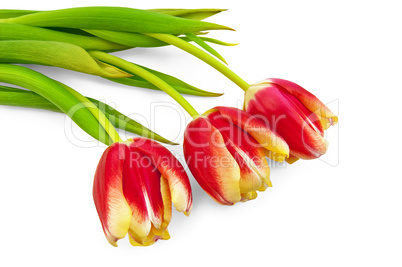 Three yellow-red tulips