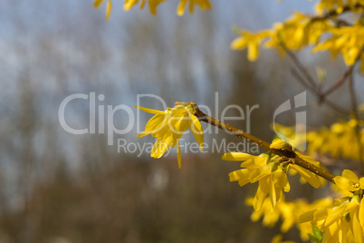 Forsythia (Forsythia suspensa)