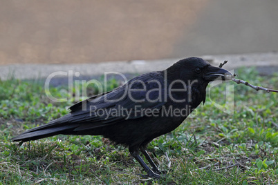 Rabenkrähe (Corvus corone); Carrion Crow (Corvus corone)