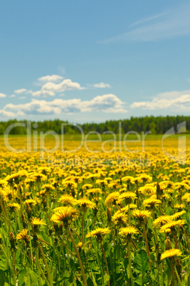 dandelion field, shallow focus