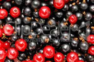 red currant and  blackcurrant
