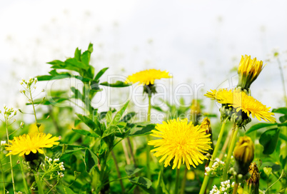 dandelions