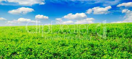 meadow