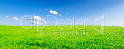 meadow