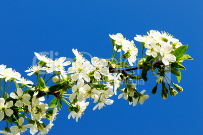 flowering cherry