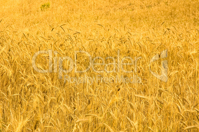 wheat field