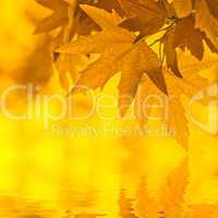 autumn leaves, reflecting in water, very shallow focus