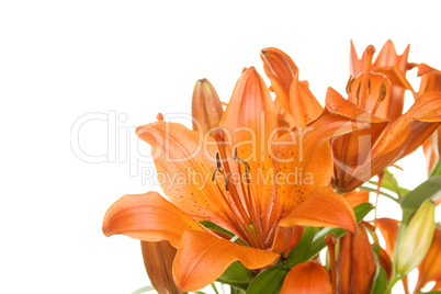 Flowers orange tiger lily