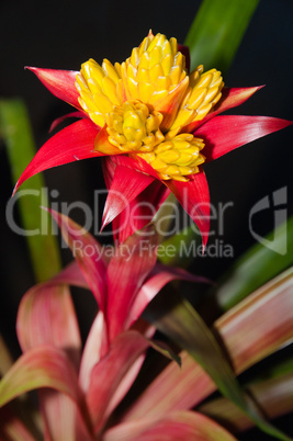 Blossoming Bromeliad Plant