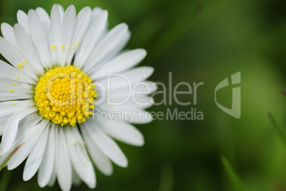 daisy 37 daisy 37