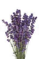 Blühender Lavendel