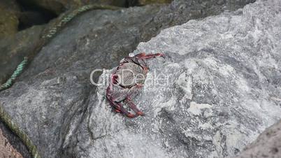 Crab Sun Bathing and Running