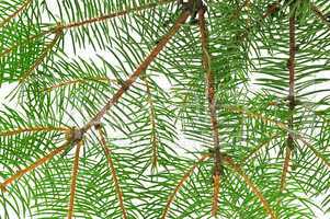 fir branch background