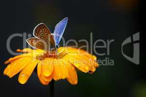 blue butterfly on yellow flower