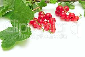 red currant