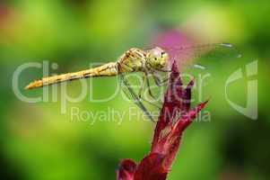 Yellow dragonfly