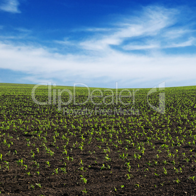 spring corn field