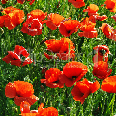 poppies