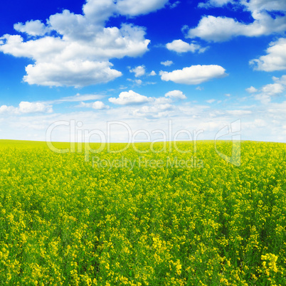 spring field and blue sky