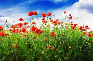 poppies on green field