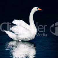 Wild swan