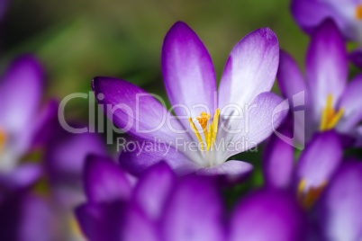 spring crocus