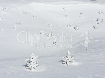 Snowy trees