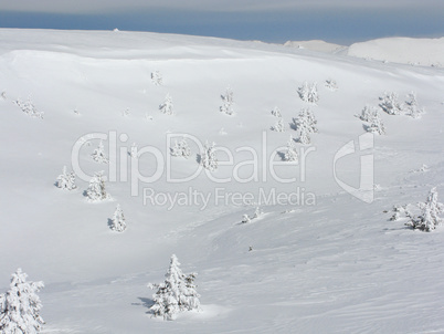 Snowy trees