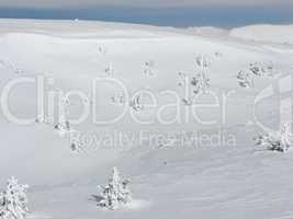 Snowy trees