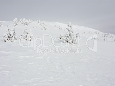 Snowy trees