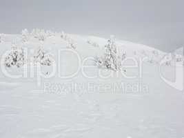 Snowy trees