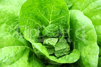 Celery cabbage