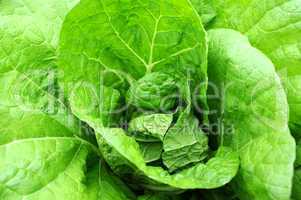 Celery cabbage