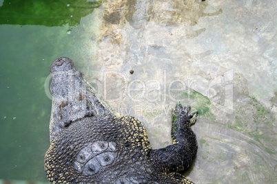 A crocodile head