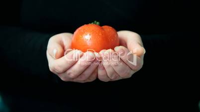 Women hands holding red fresh tomato