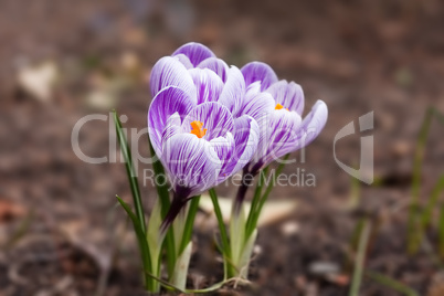 spring crocus