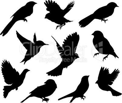 Set Birds.Vector