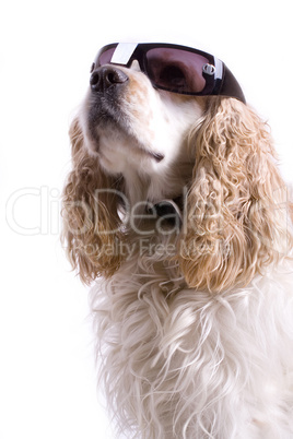 cute dog on a white background