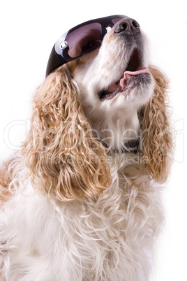 cute dog on a white background