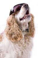 cute dog on a white background