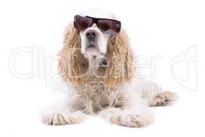 cute dog on a white background