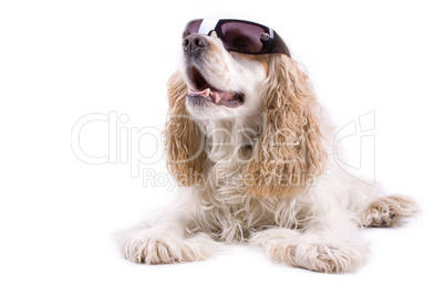 cute dog on a white background