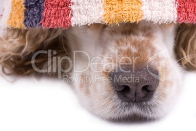 cute dog on a white background