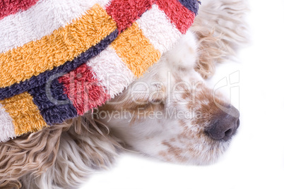 cute dog on a white background